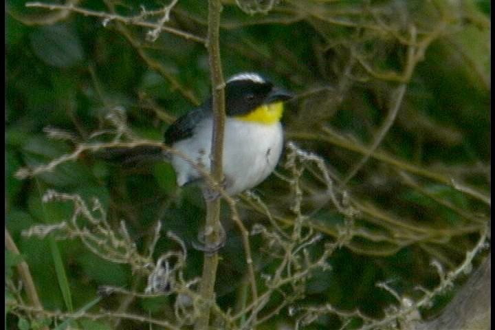 Brush-Finch, Yellow-throated