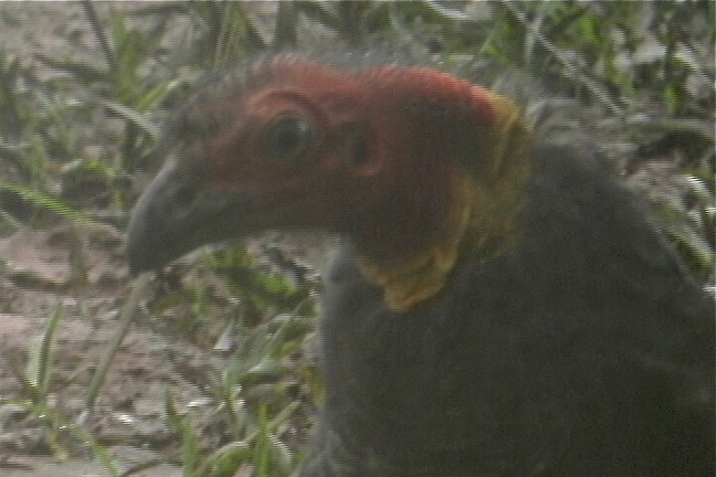 Brush-Turkey, Australian 10