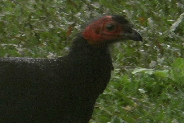 Brush-Turkey, Australian 11