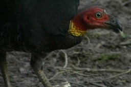 Brush-Turkey, Australian 1_1