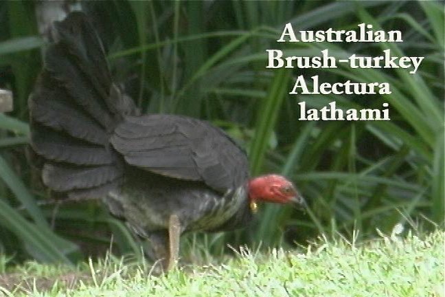 Brush-Turkey, Australian 1