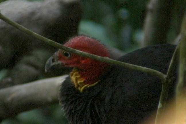 Brush-Turkey, Australian 2