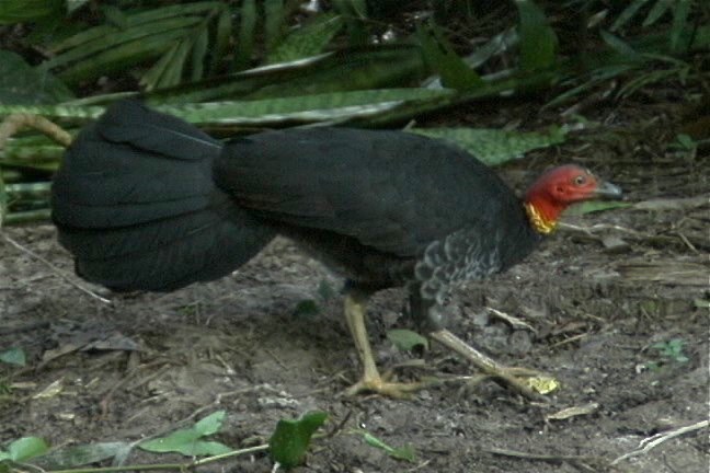 Brush-Turkey, Australian 3