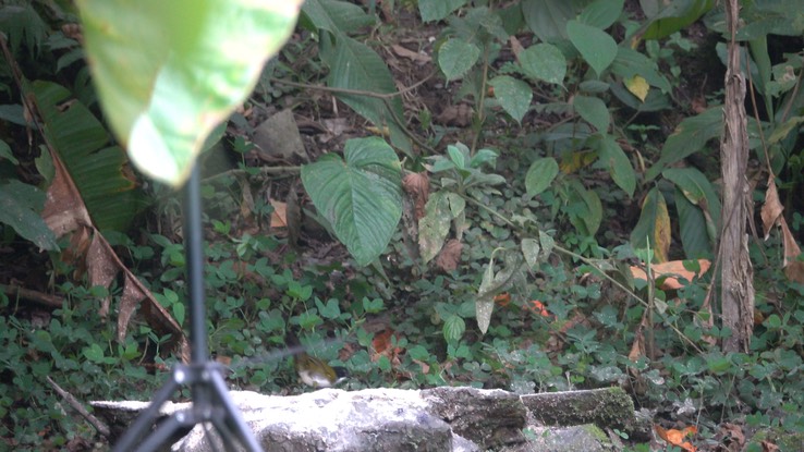 Brushfinch, Black-headed (Cerro Montezuma, Colombia)