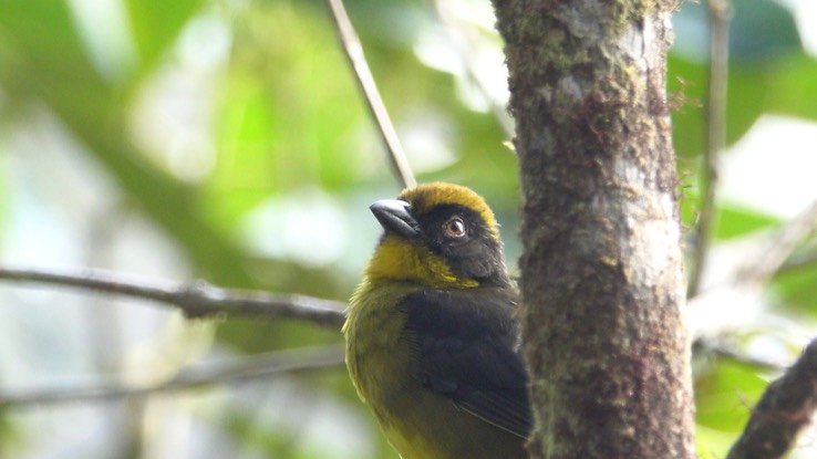 Brushfinch, Choco (Tricolored) (Cerro Montezuma, Colombia) 1