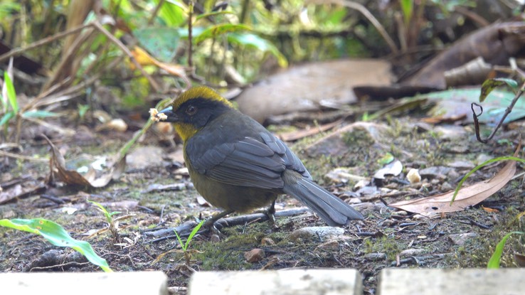 Brushfinch, Choco (Tricolored) (Cerro Montezuma, Colombia) 4