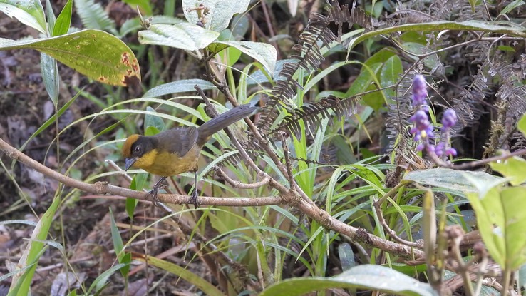 Brushfinch, Choco (Tricolored) (Cerro Montezuma, Colombia) 2