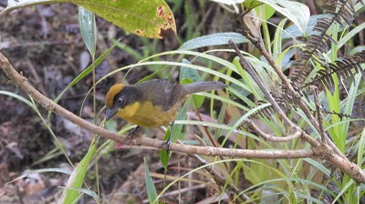 Brushfinch, Choco (Tricolored) (Cerro Montezuma, Colombia) 3