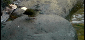 Buff-rumped Warbler