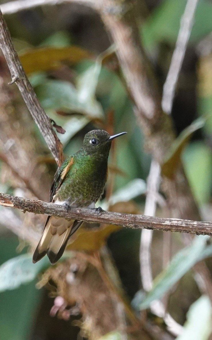 Buff-tailed Coronet h1