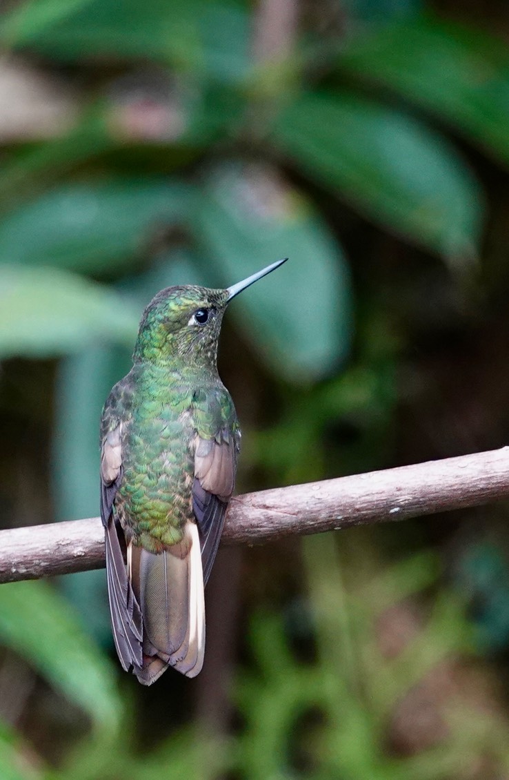 Buff-tailed Coronet h2