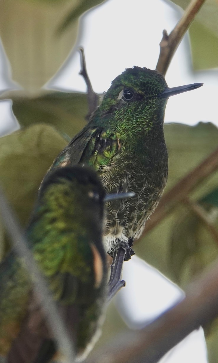 Buff-tailed Coronet i1