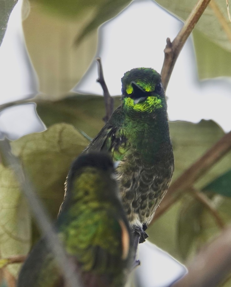 Buff-tailed Coronet i2