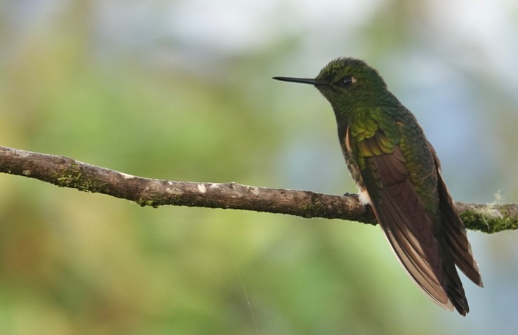 Buff-tailed Coronet i4