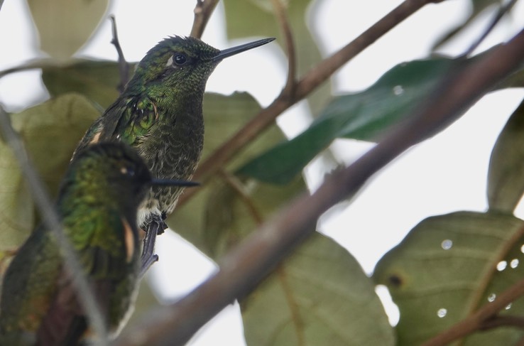 Buff-tailed Coronet i5