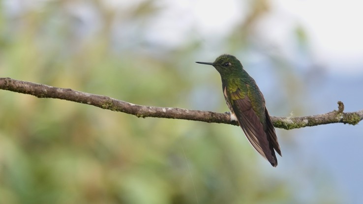 Buff-tailed Coronet i6