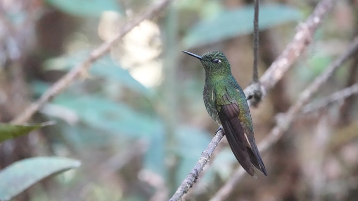 Buff-tailed Coronet2