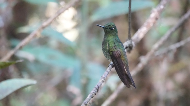 Buff-tailed Coronet3