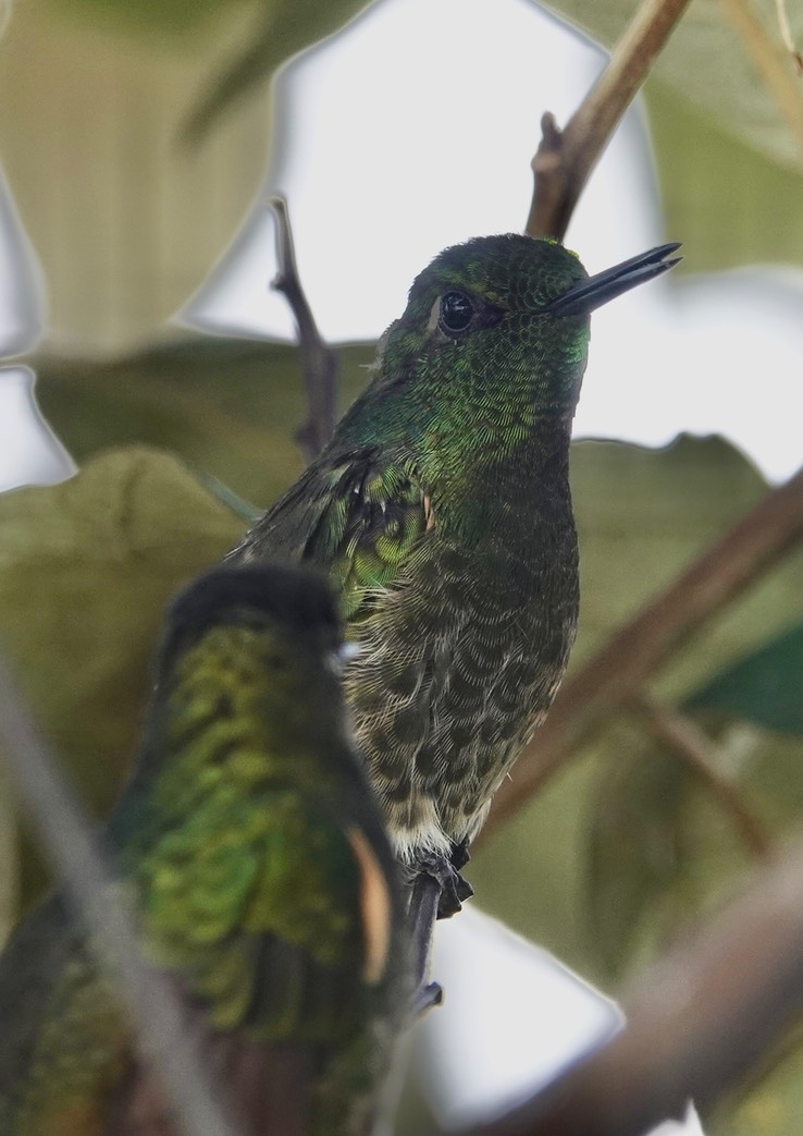 Buff-tailed Coroneti3