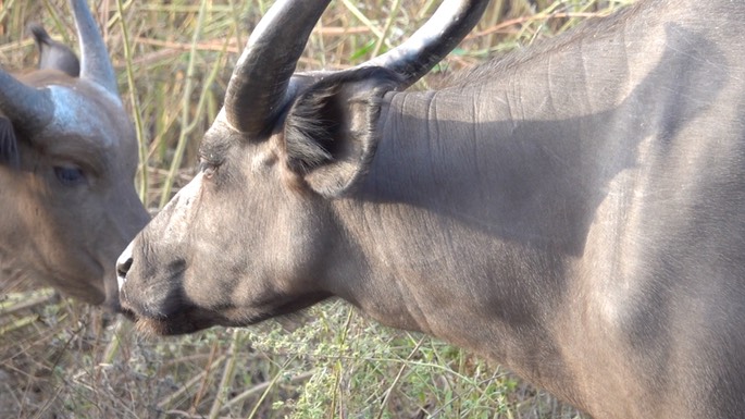 Buffalo, West African Forest - Senegal 4