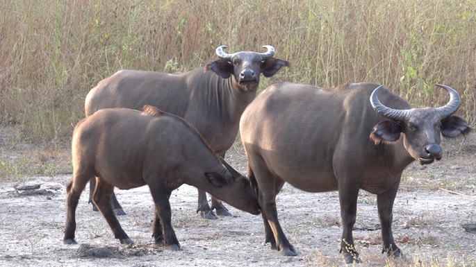 Buffalo, West African Forest - Senegal 1