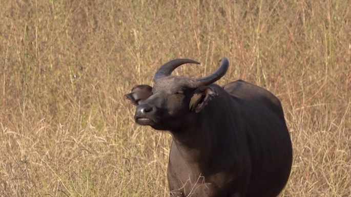 Buffalo, West African Forest - Senegal 2