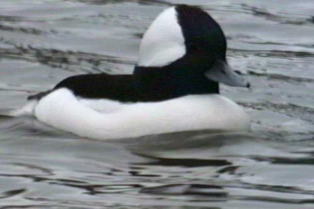 Bufflehead 1