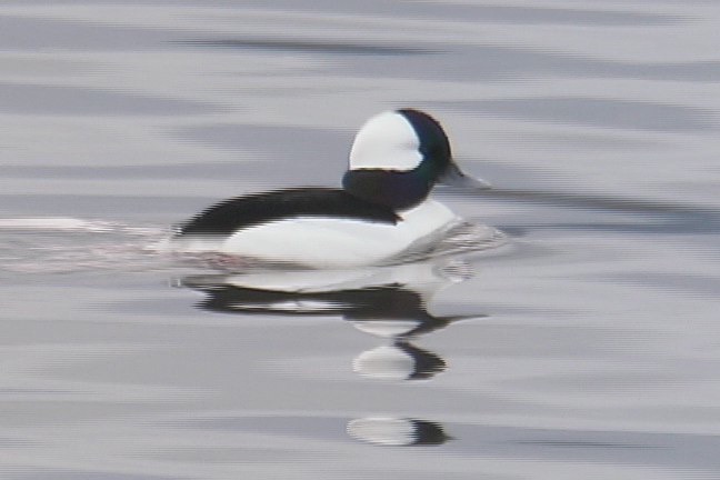 Bufflehead 2