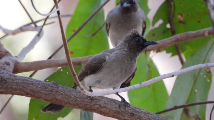 Bulbul, Common - Senegal 1