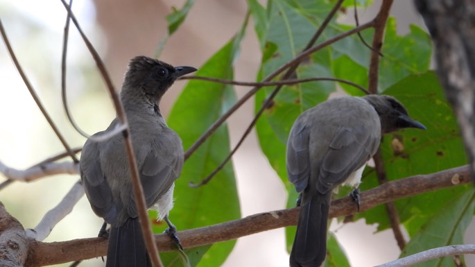 Bulbul, Common - Senegal 2