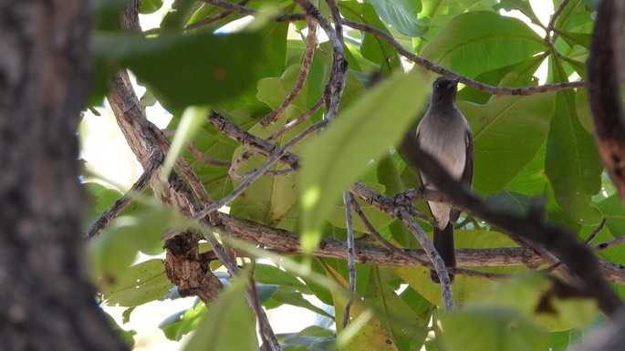 Bulbul, Common - Senegal 3