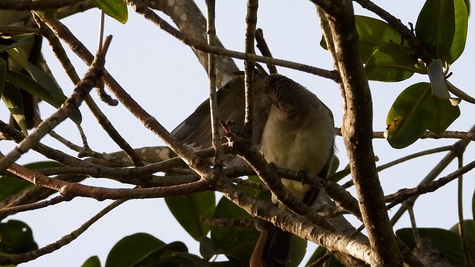 Bulbul, Common 1