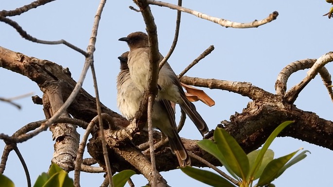 Bulbul, Common 4