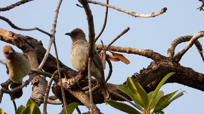 Bulbul, Common 5