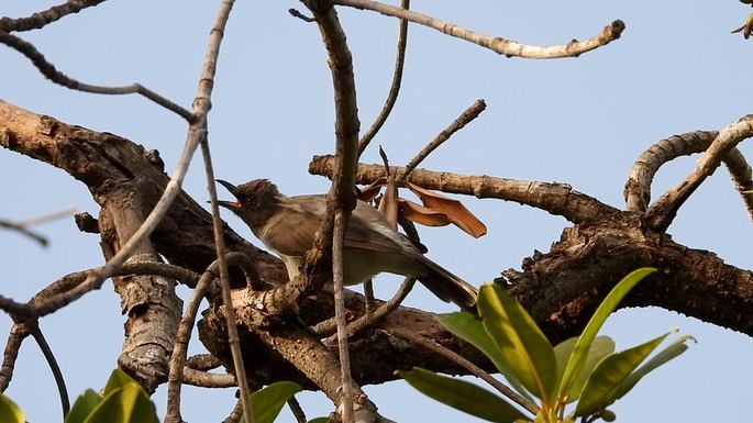 Bulbul, Common 6