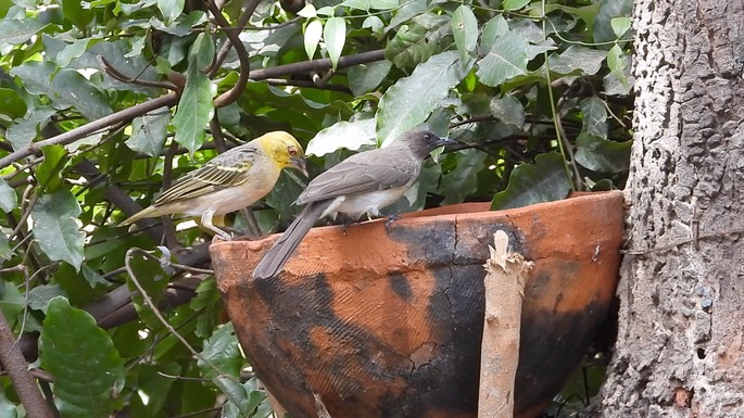 Bulbul, Common 7