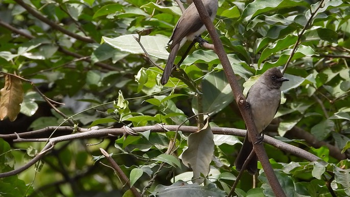 Bulbul, Common 8