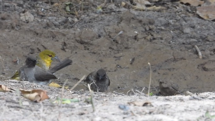 Bulbul, Common 9