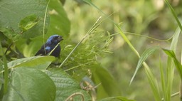 Bunting, Blue (Belize 2021) a