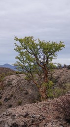 Bursera microphylla,Small-Leaf Elephant Tree -Bahia de los Angeles, Baja California