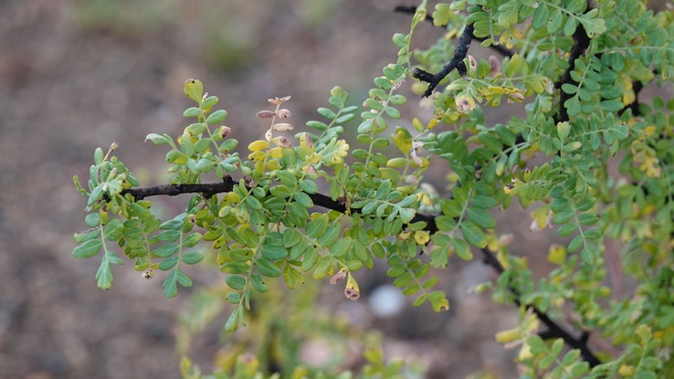 Bursera microphylla,Small-Leaf Elephant Tree -Bahia de los Angeles, Baja California15