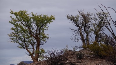 Bursera microphylla,Small-Leaf Elephant Tree -Bahia de los Angeles, Baja California