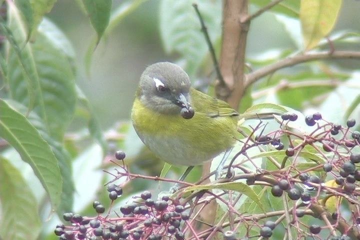 Bush-Tanager, Common3