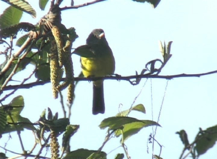 Bush-Tanager, Grey-hooded 1