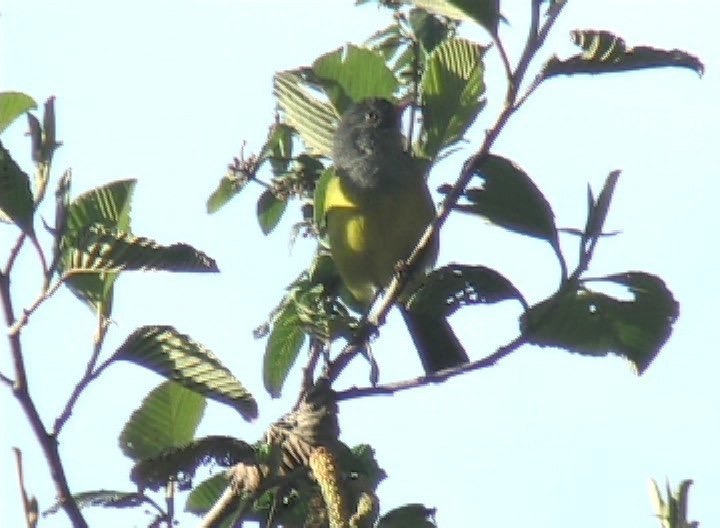 Bush-Tanager, Grey-hooded 2