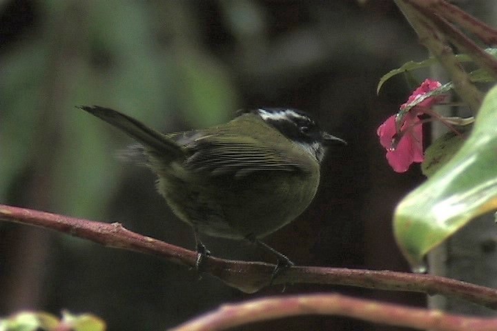 Bush-Tanager, Sooty-capped 1