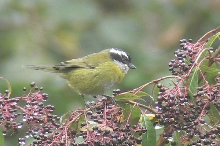 Bush-Tanager, Sooty-capped2