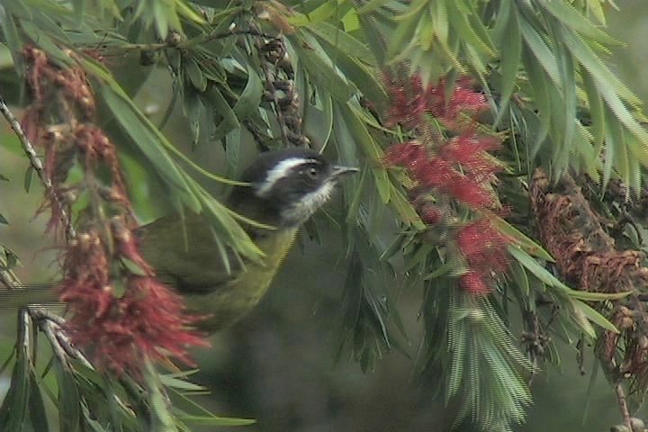 Bush-Tanager, Sooty-capped 11