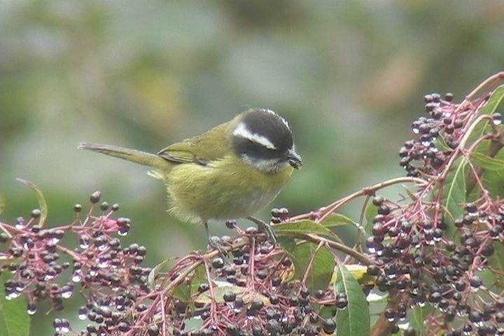 Bush-Tanager, Sooty-capped