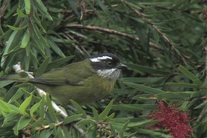 Bush-Tanager, Sooty-capped 10